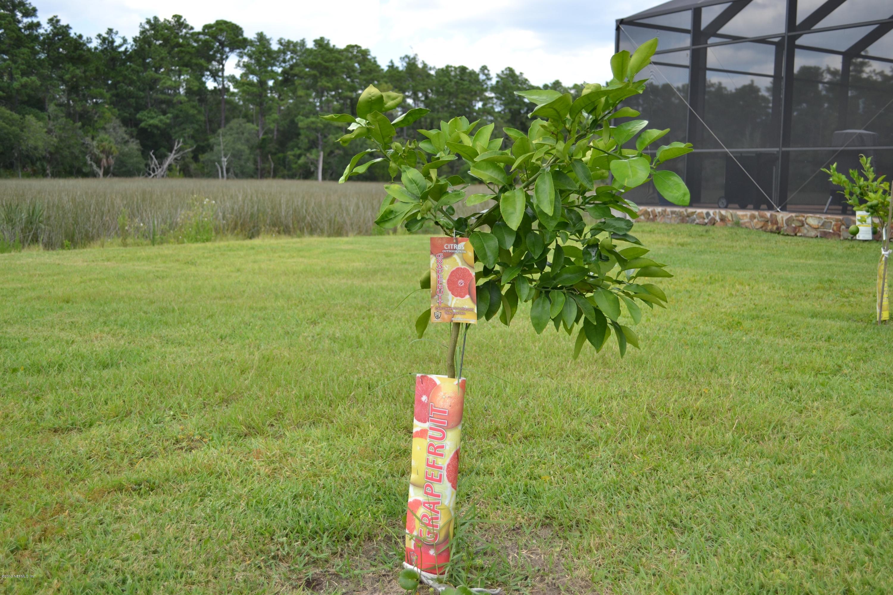 5900 Sheffield Road Jacksonville, FL 32226 - Photo 64 of 69 Grapefruit Tree