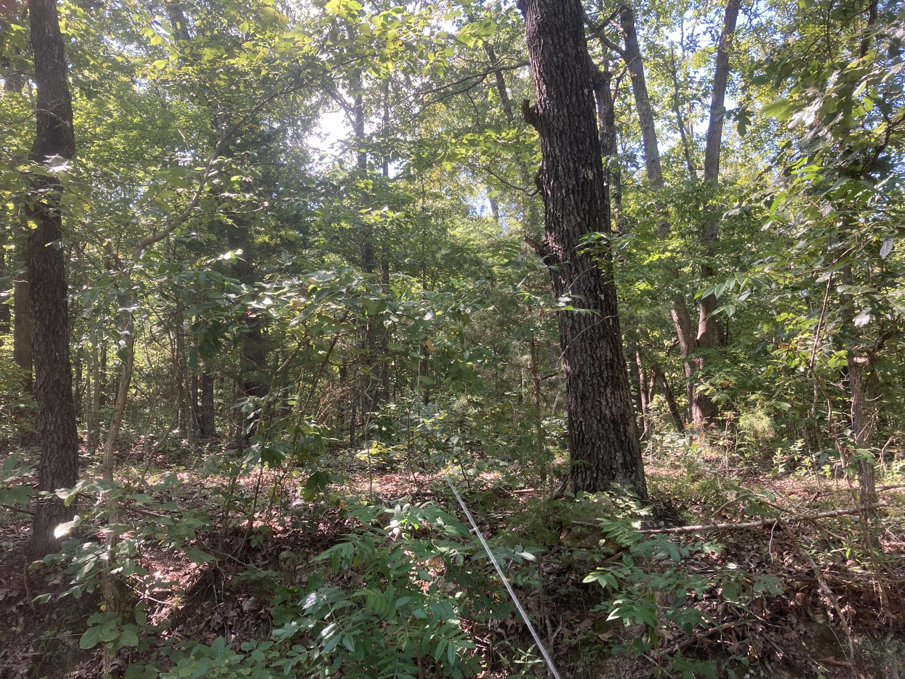 Tbd Tbd Timber Rd Mountain Grove Mountain Grove, MO 65711 - Photo 1 of 1 IMG_0242