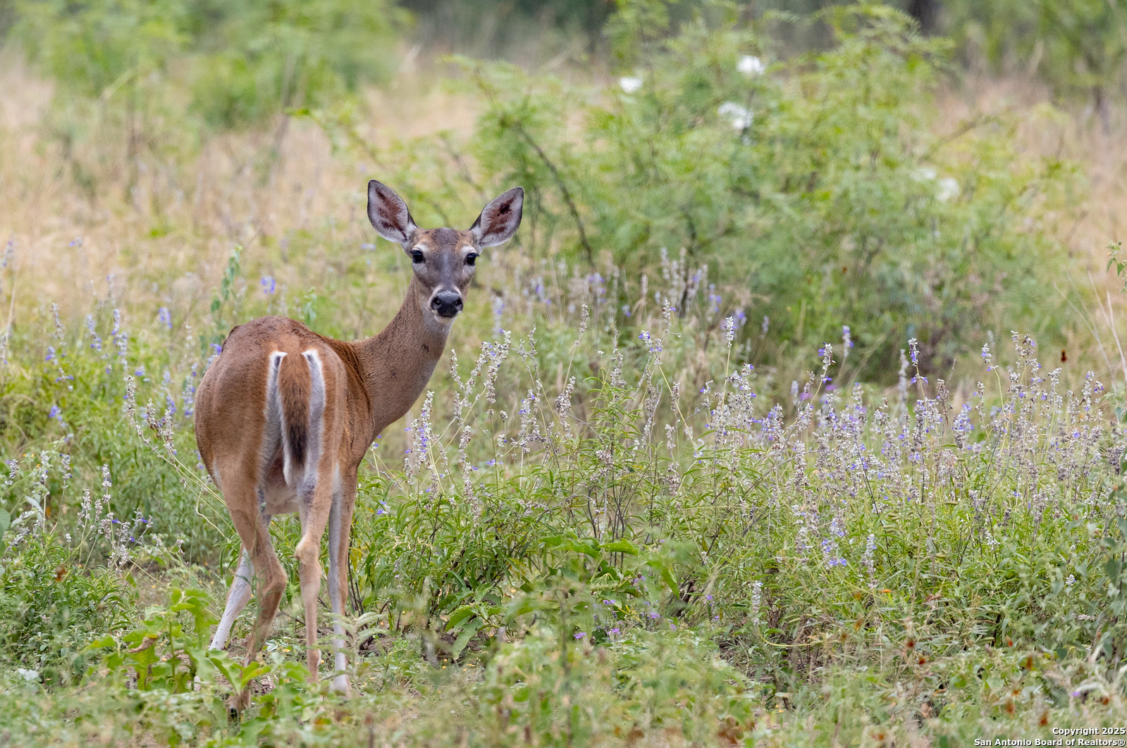 118 Camino Del Rancho Concan, TX 78838 - Photo 20 of 21 a picture of street view