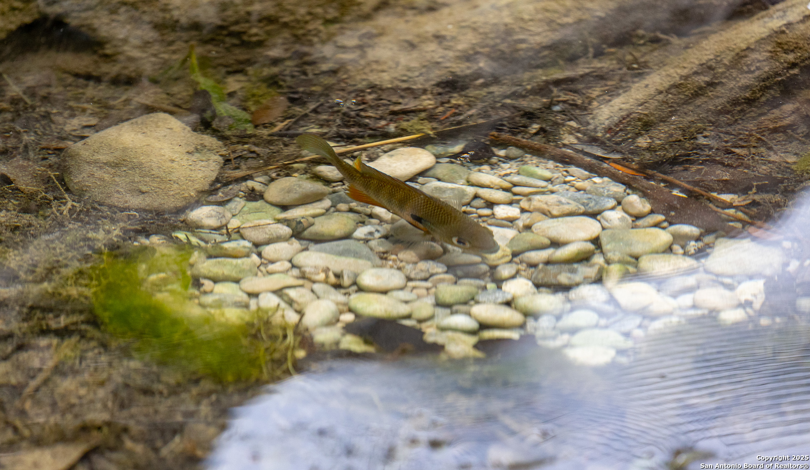 118 Camino Del Rancho Concan, TX 78838 - Photo 21 of 21 a view of a yard