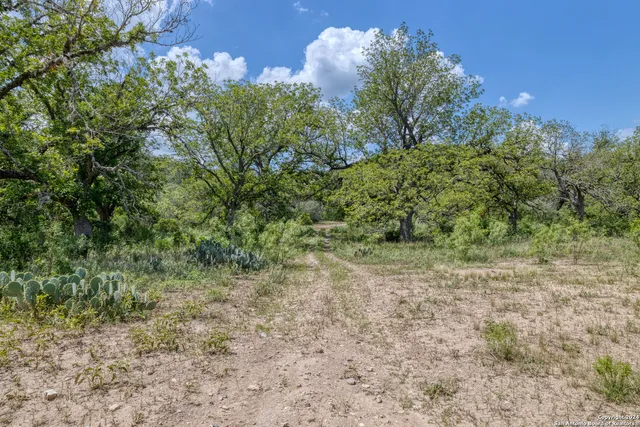 a view of a yard with a tree