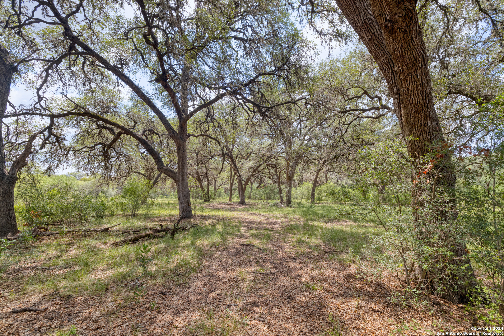 118 Camino Del Rancho Concan, TX 78838 - Photo 6 of 21 a big yard with lots of green space and tree