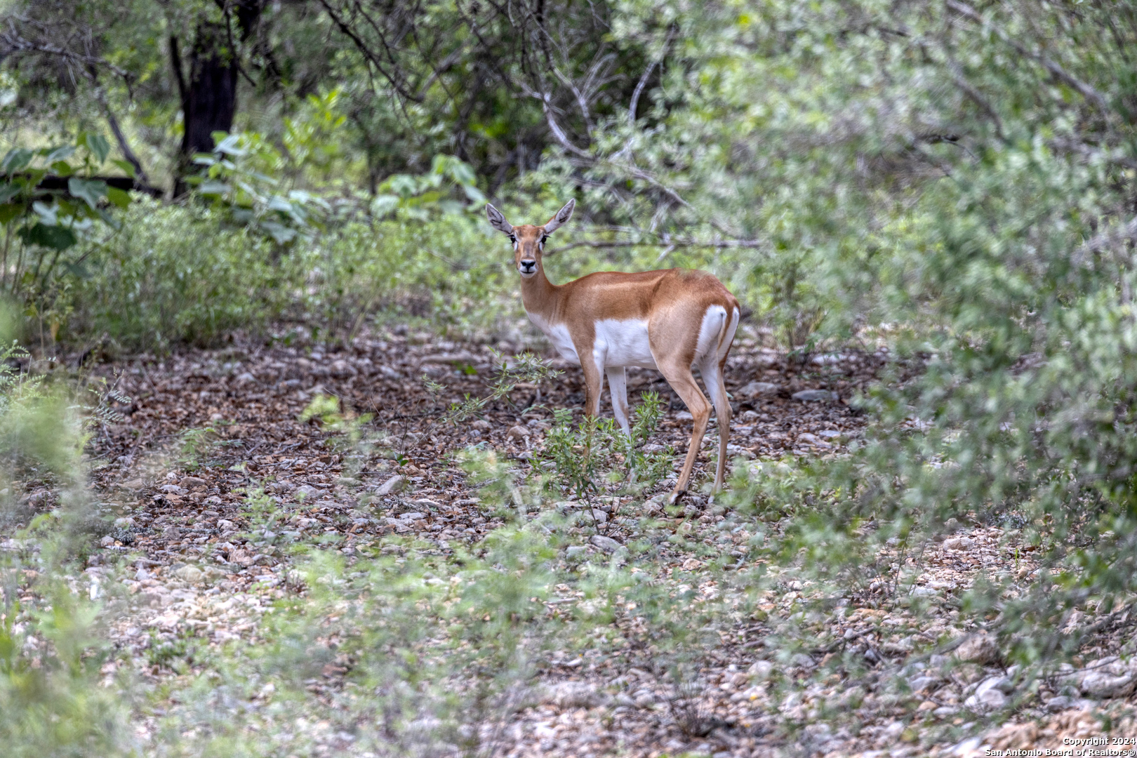 118 Camino Del Rancho Concan, TX 78838 - Photo 8 of 21 a couple of chairs in a yard