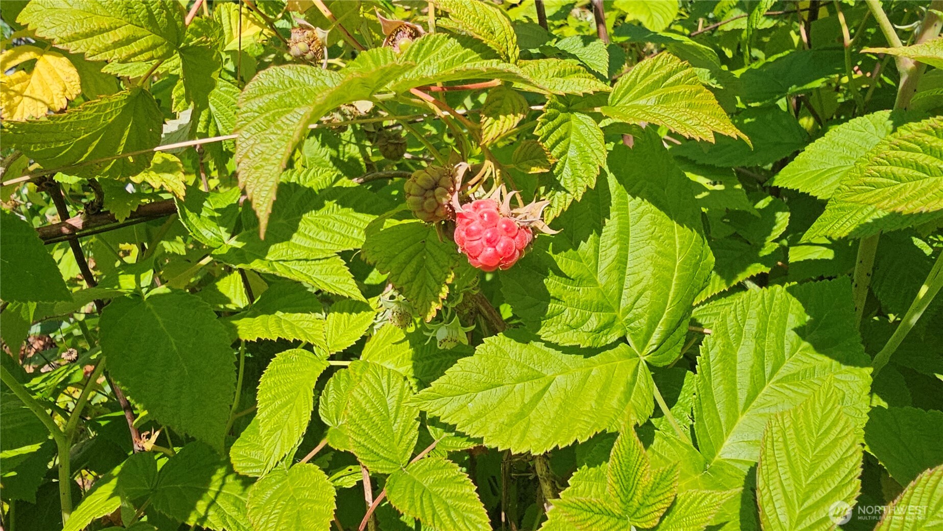 1402 22nd Street Northeast, Unit 252 Auburn, WA 98002 - Photo 35 of 36 a flower garden in a garden