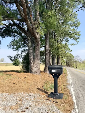 a street view with large trees