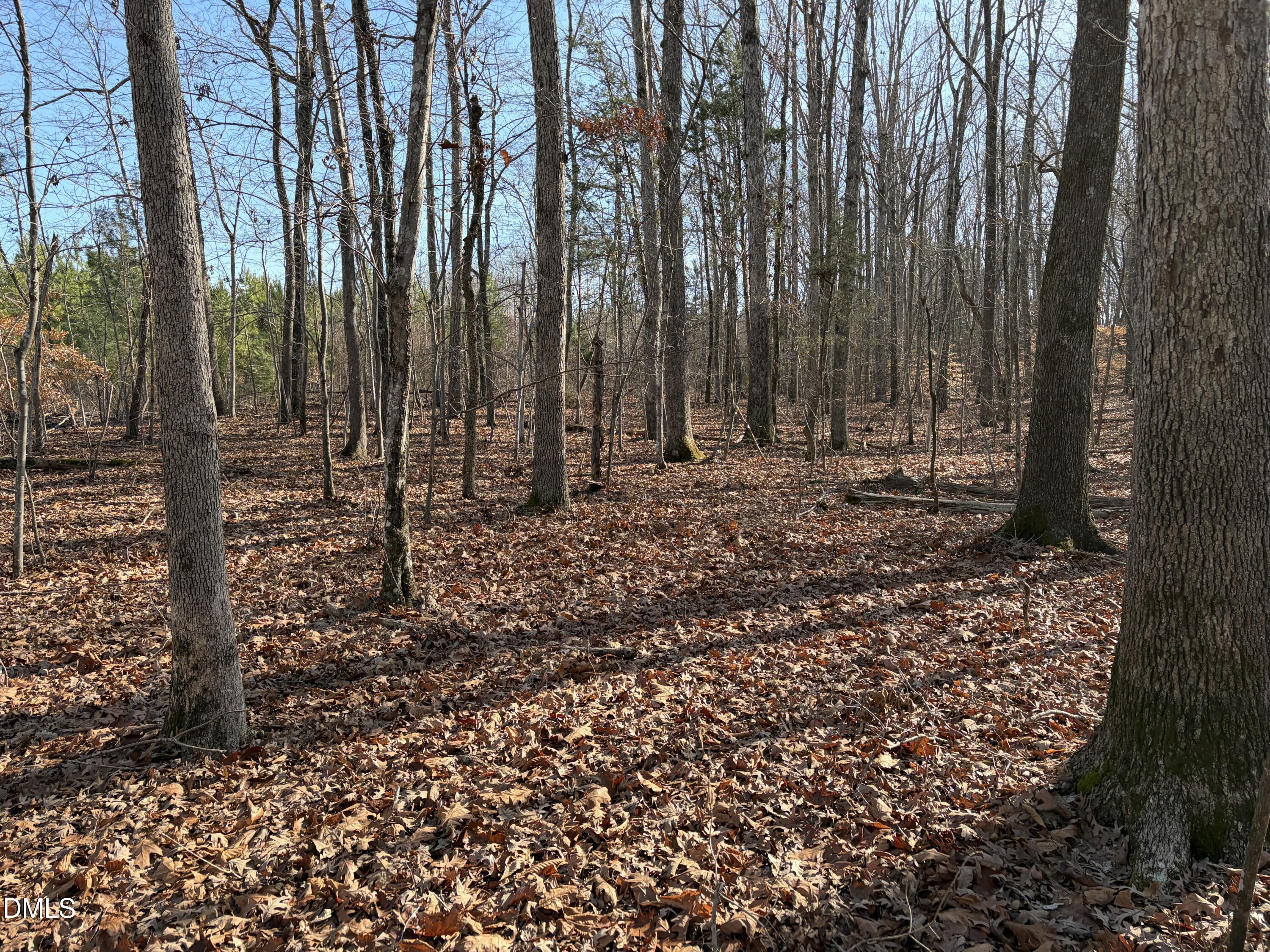 0 Webb Chapel Road Oxford, NC 27565 - Photo 3 of 5 a view of a yard with large trees