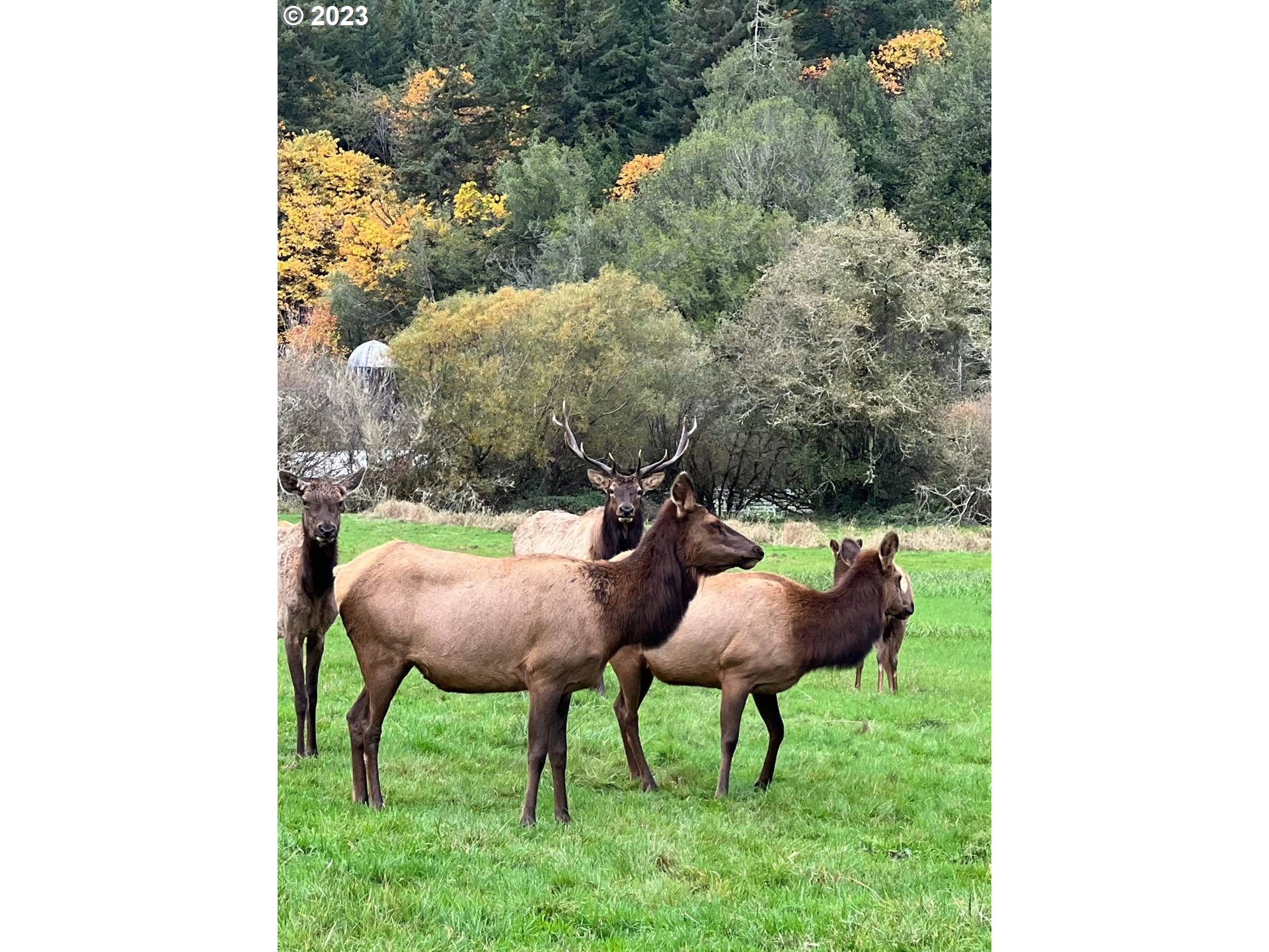 233 Johanneson Creek Road Reedsport, OR 97467 - Photo 15 of 48