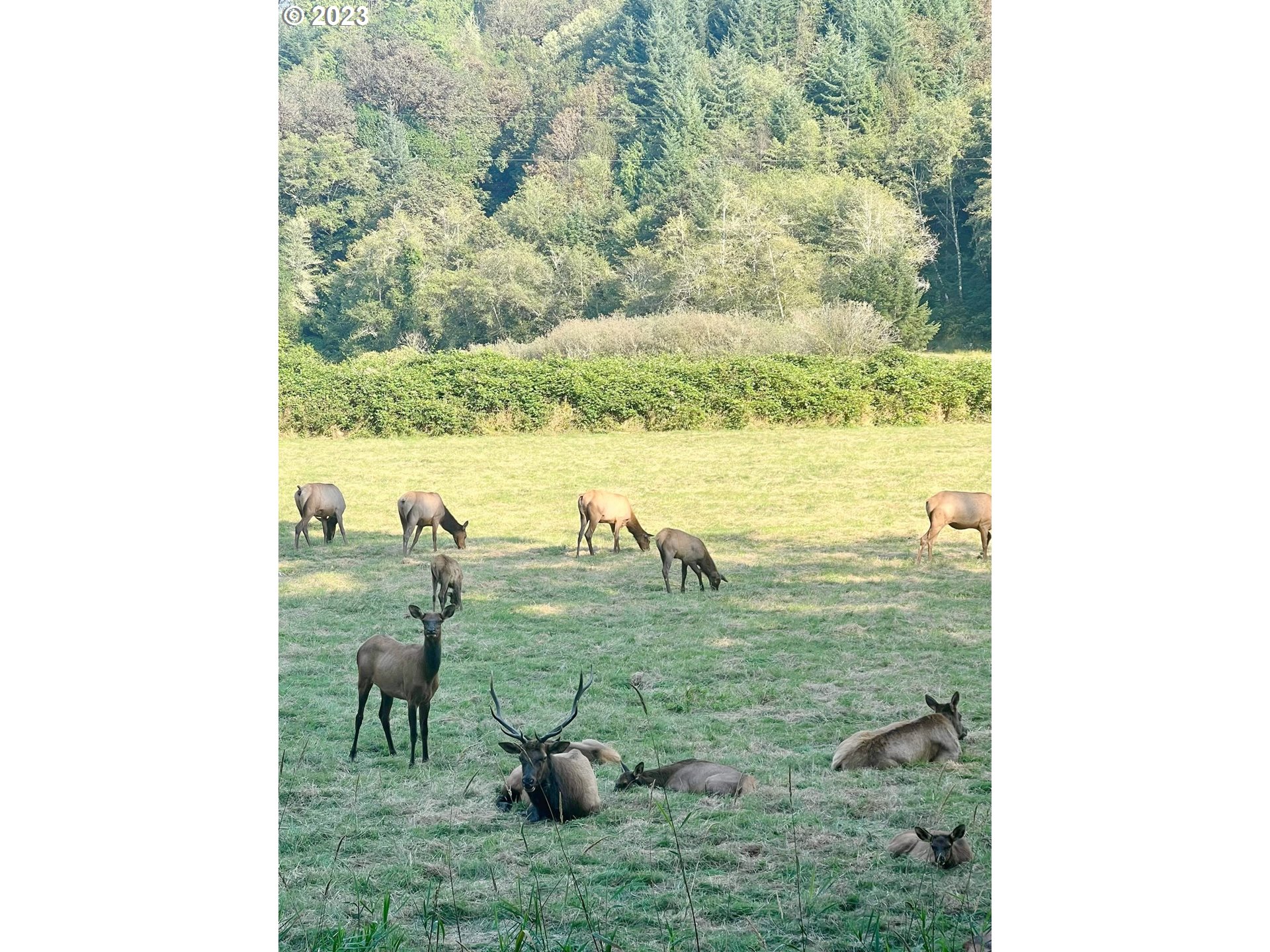 233 Johanneson Creek Road Reedsport, OR 97467 - Photo 46 of 48