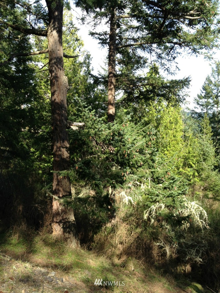 0 Scott Hill Road Orcas Island, WA 98280 - Photo 5 of 6 Gallery Image 5