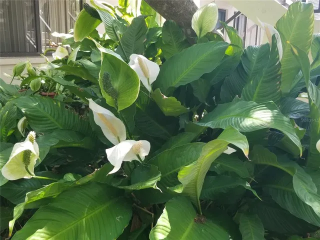 a view of a green field with trees
