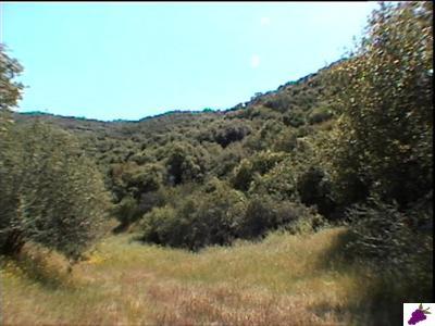 0 Lot 816 Dunlap Road Squaw Valley, CA 93675 - Photo 4 of 7 Gallery Image 4