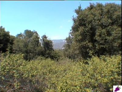 0 Lot 816 Dunlap Road Squaw Valley, CA 93675 - Photo 5 of 7 Gallery Image 5
