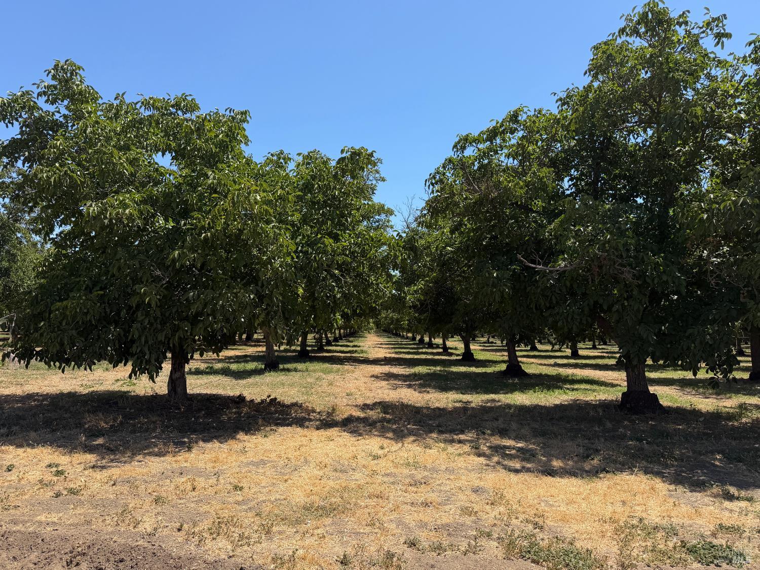 0 Putah Creek Road Winters, CA 95694 - Photo 1 of 5