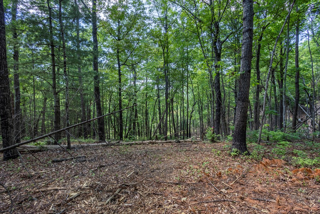 4.3-ac Donley Road Murphy, NC 28906 - Photo 3 of 14