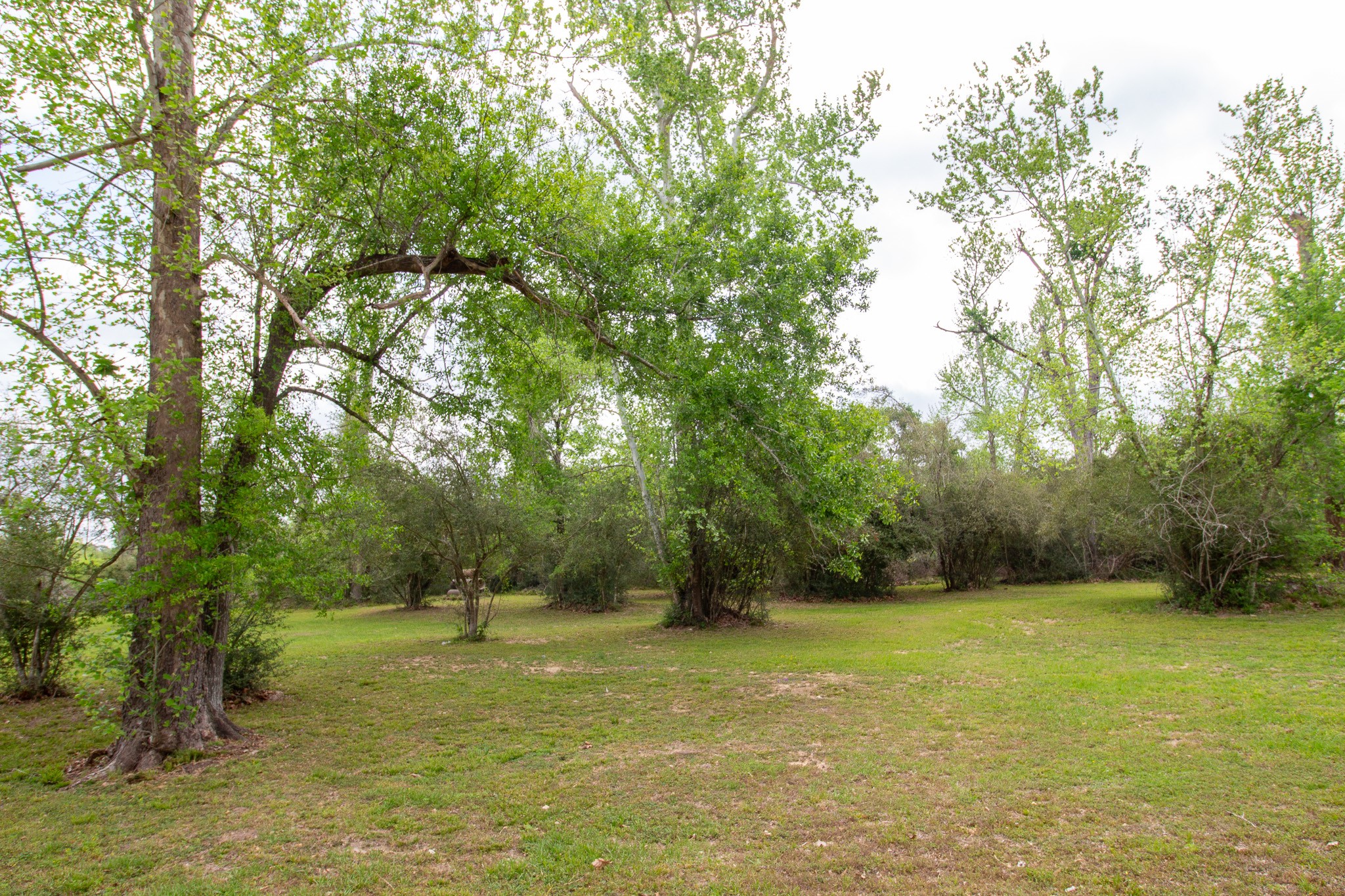 40411 Bosque Road Hempstead, TX 77445 - Photo 24 of 25 Enjoy peaceful, scenic walking trails winding through the wooded acreage—perfect for relaxing strolls, exploring nature, and your own private outdoor retreat.
