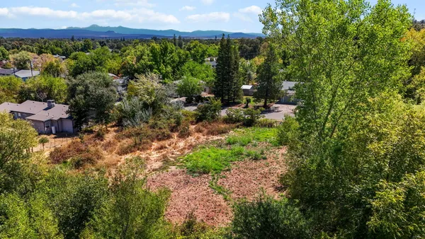 a view of a garden with plants and large trees