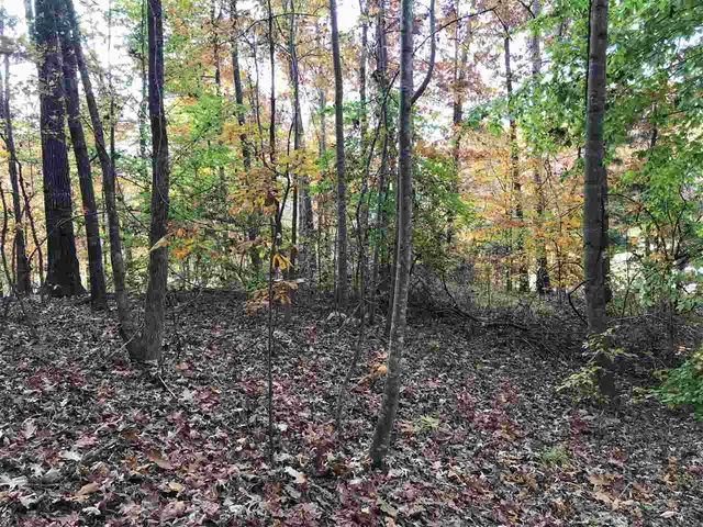 a view of a forest with trees