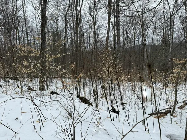 $28,000 | Lot 005 Greenwood Brook Road, Industry, ME 04938