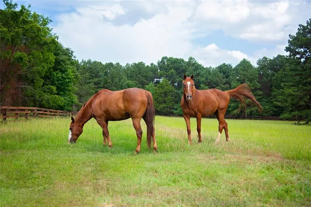 a view of yard with table and chairs