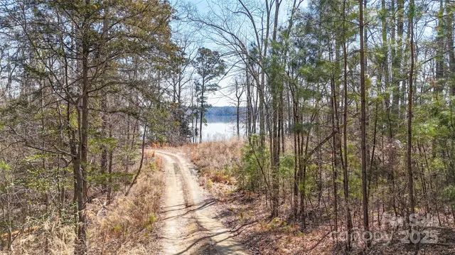 a view of a forest that has a tree