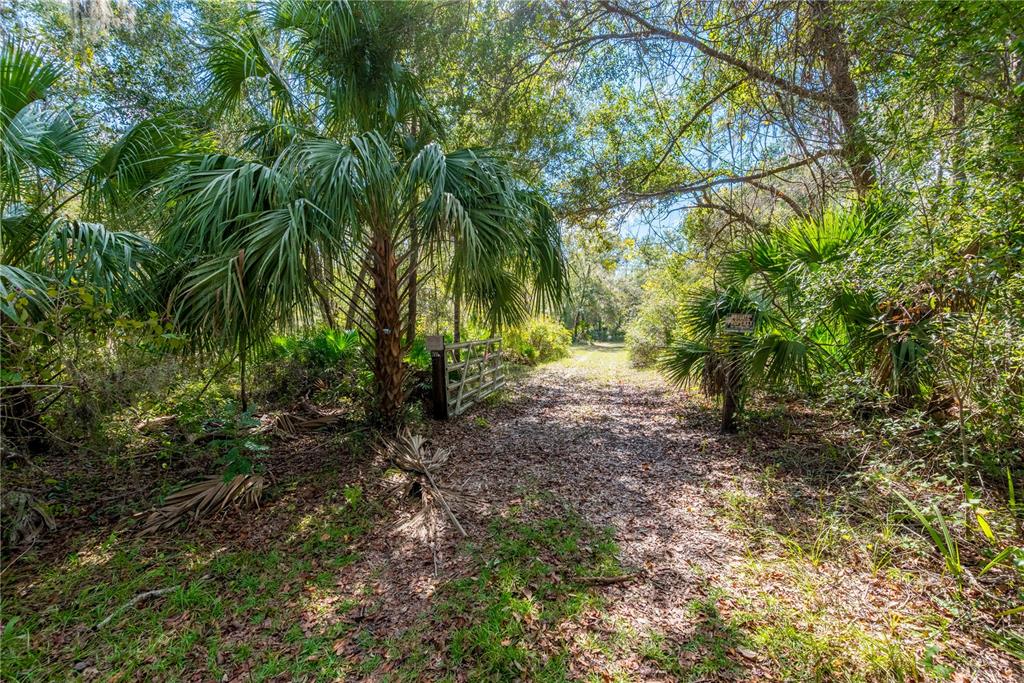 6550 Southwest 100 Court Cedar Key, FL 32625 - Photo 37 of 41 a view of a yard with lots of trees