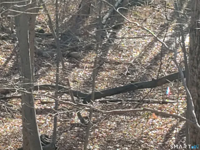 a view of a yard with trees