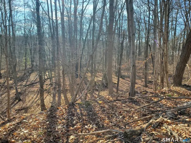 a view of a yard with large trees