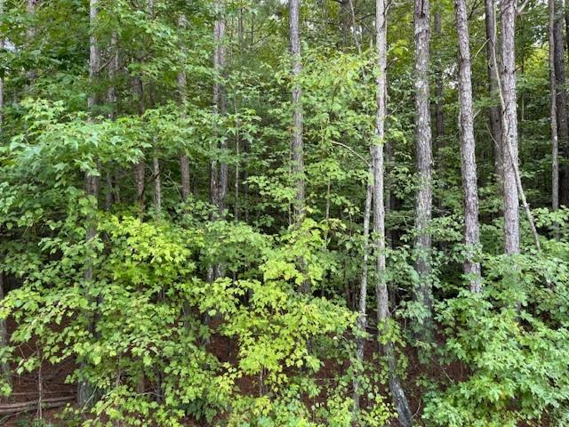 1 Old Ridgeway Road Tallapoosa, GA 30176 - Photo 3 of 3 a view of a lush green forest