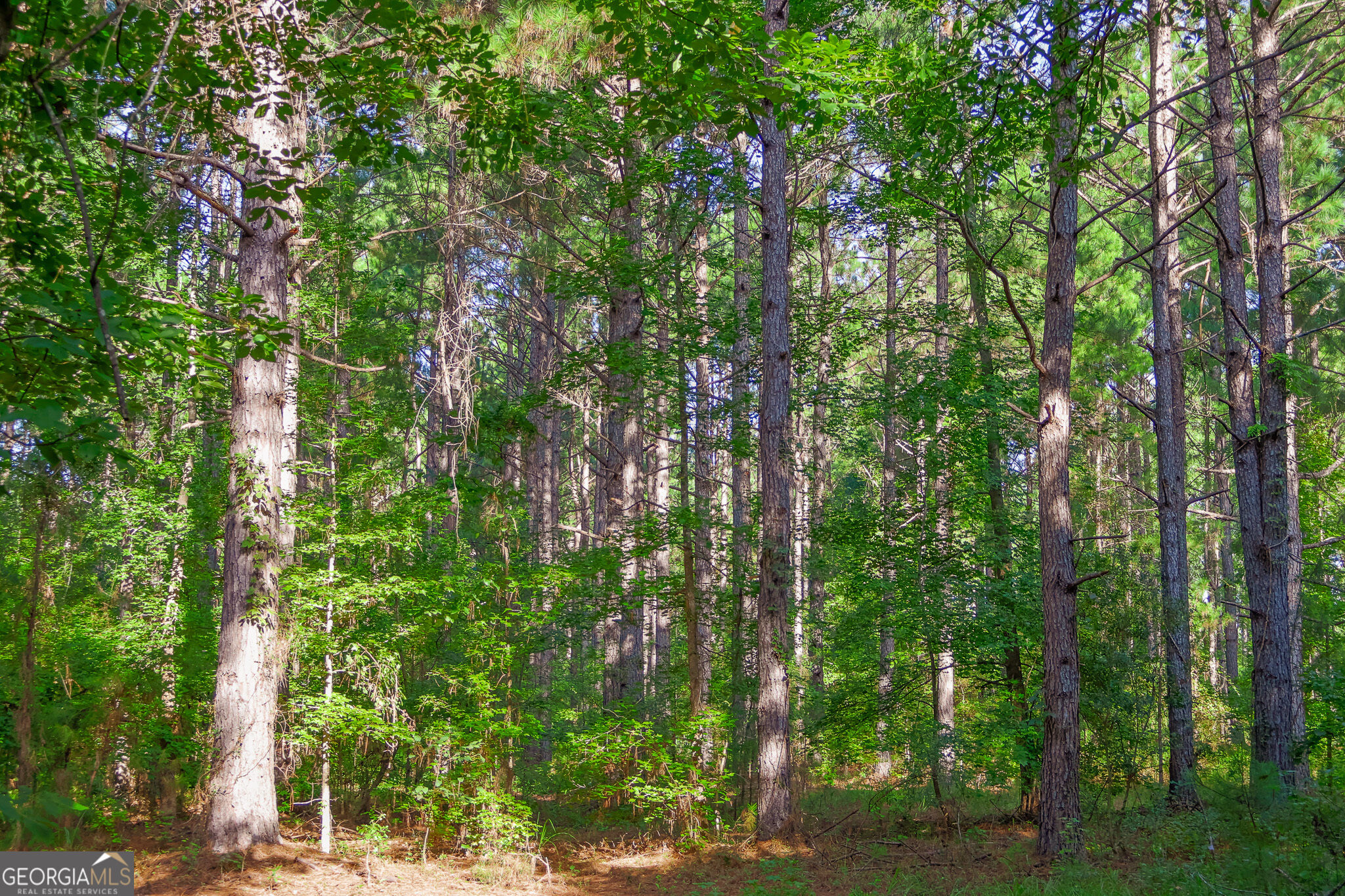 1362 Doyle Road Sardis, GA 30456 - Photo 23 of 53 Gallery Image 23