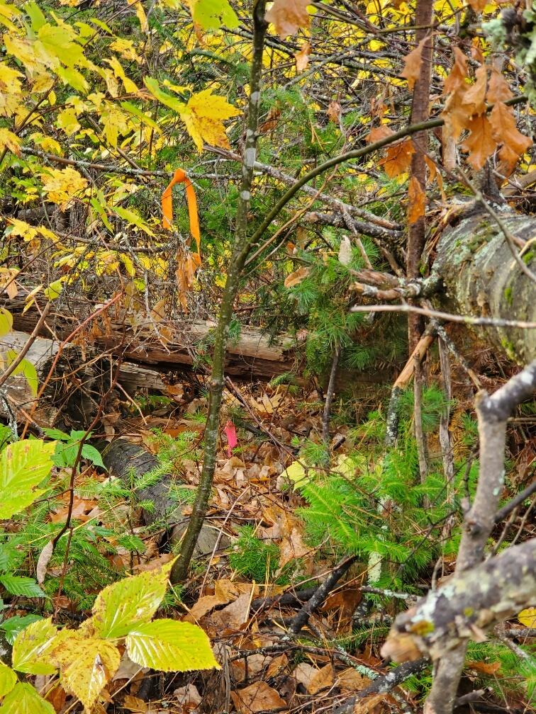 iron rod under downed trees