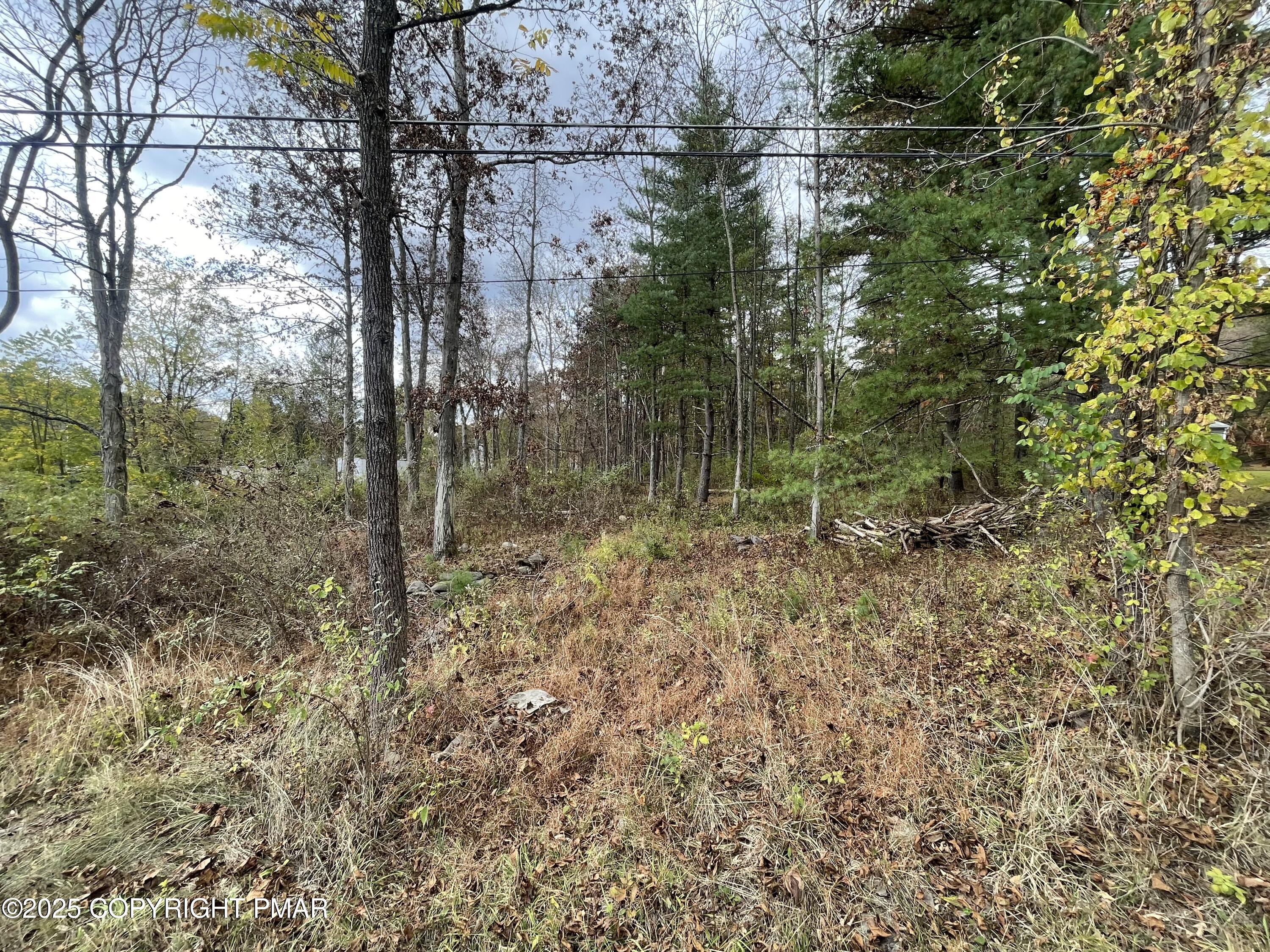 Doll Road Stroudsburg, PA 18360 - Photo 3 of 6 a view of a forest with a tree