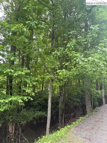 a view of a forest with a tree