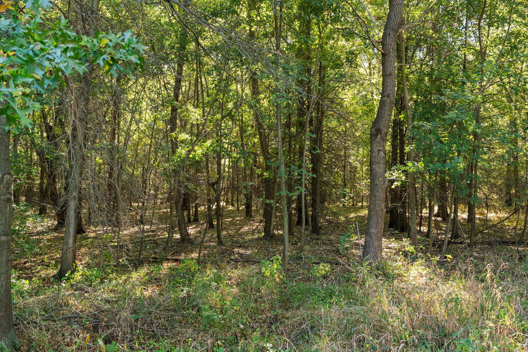 3431 Drivers Way Chesterton, IN 46304 - Photo 28 of 31 a view of outdoor space and trees