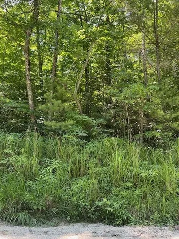 a view of a lush green forest