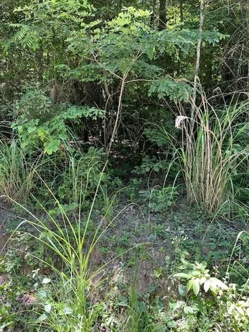 a close up of a plant in a garden