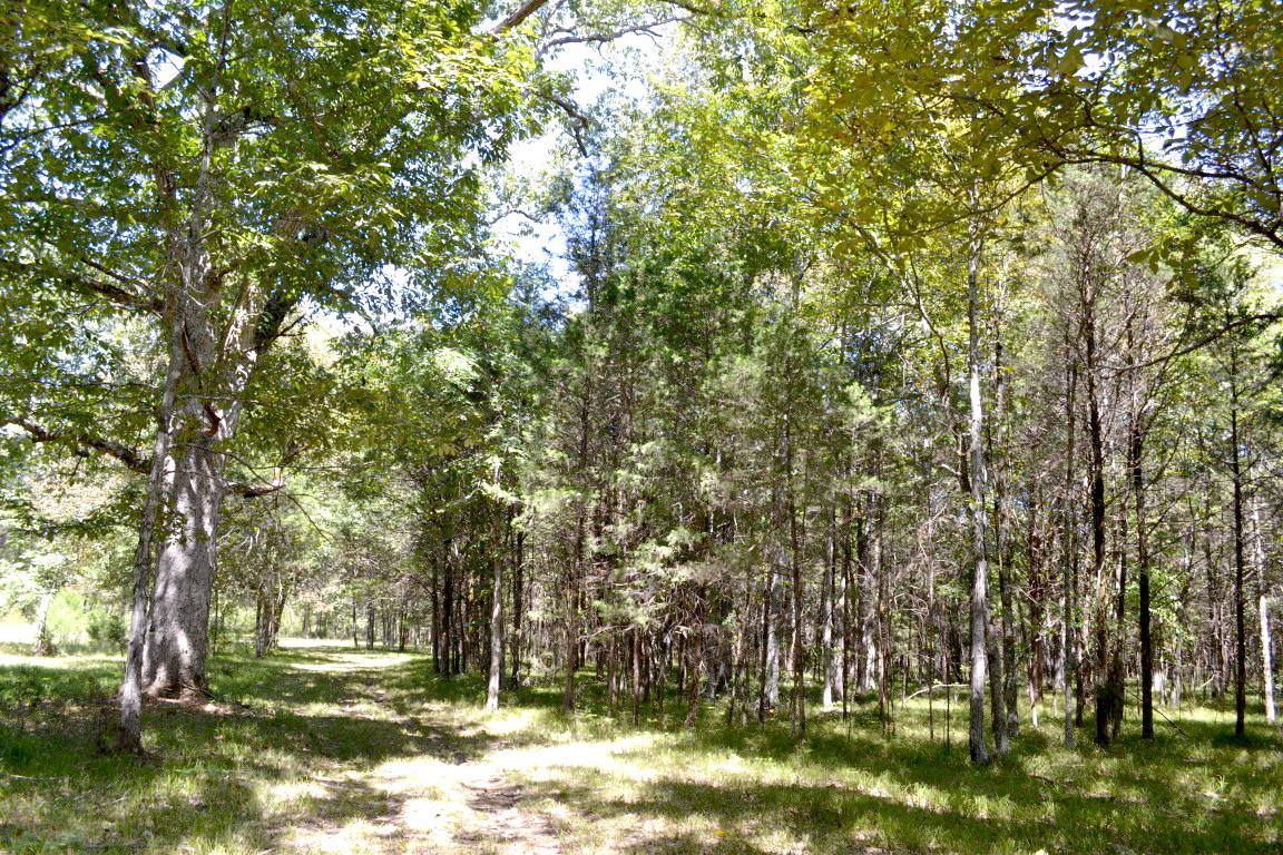 2744 Rob Taylor Road Lascassas, TN 37085 - Photo 19 of 30 Gallery Image 19