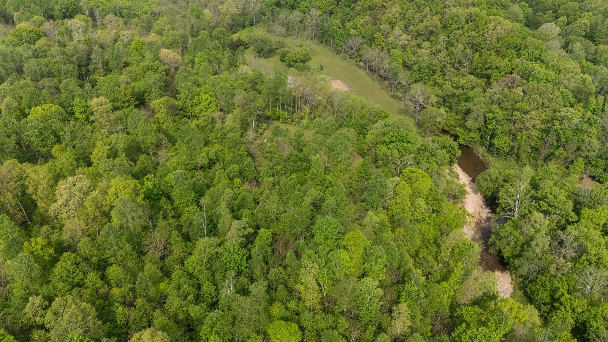 2113 Coolidge Road Lafayette, TN 37083 - Photo 6 of 17 a view of a lush green forest