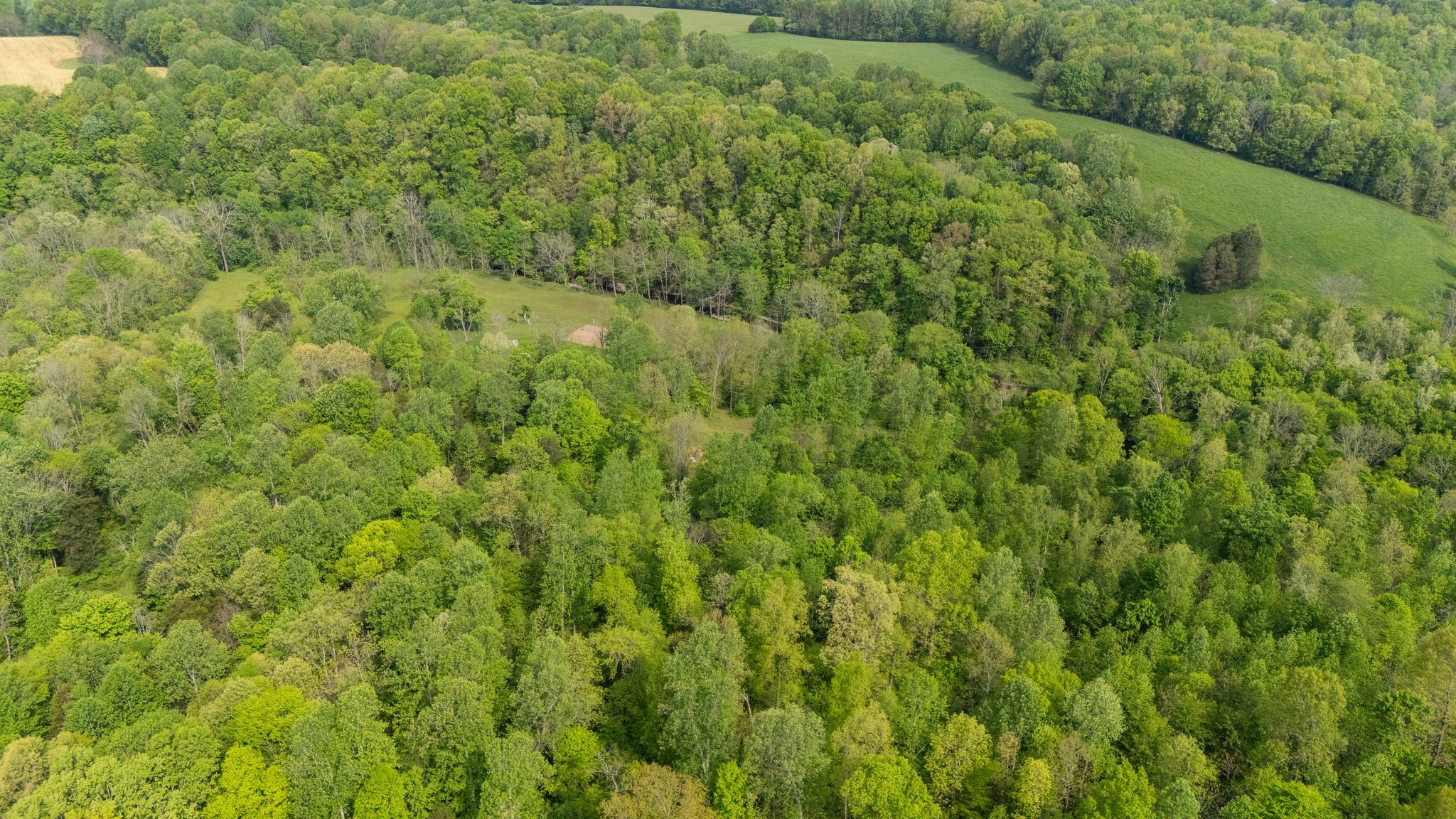 2113 Coolidge Road Lafayette, TN 37083 - Photo 7 of 17 a view of a big yard with plants and large trees
