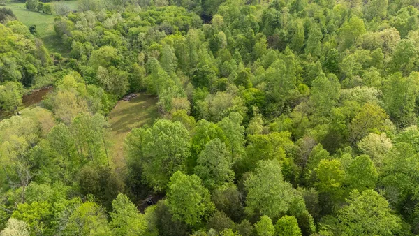 a view of a lush green forest