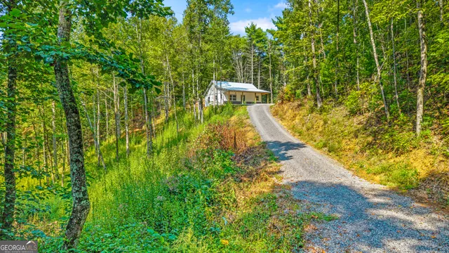 a view of a yard with plants and large trees