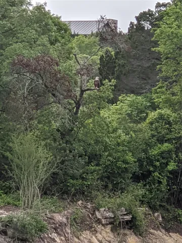 a view of a forest with a tree