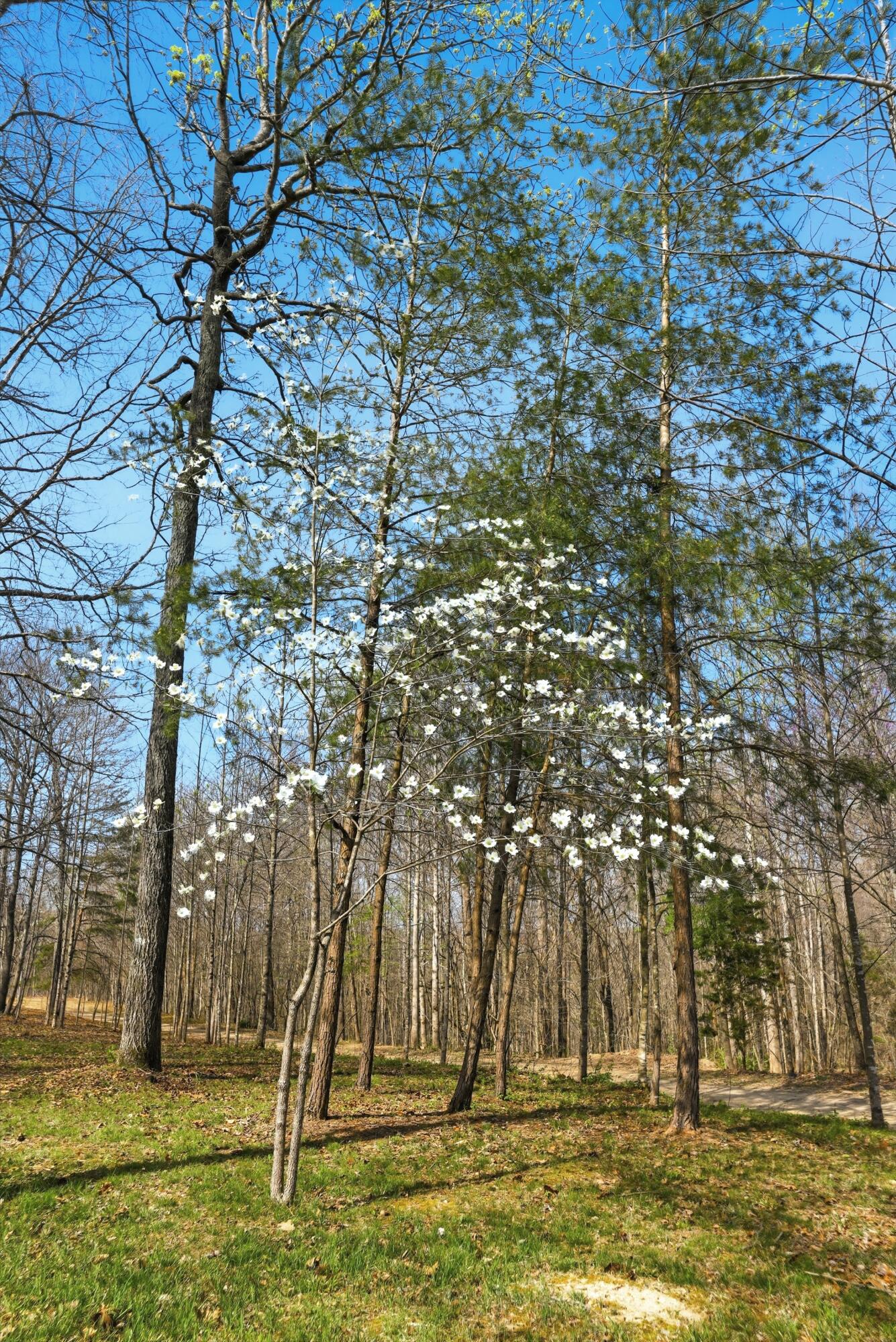 378 Shugars Hill Road Liberty, KY 42539 - Photo 25 of 33 Mature trees