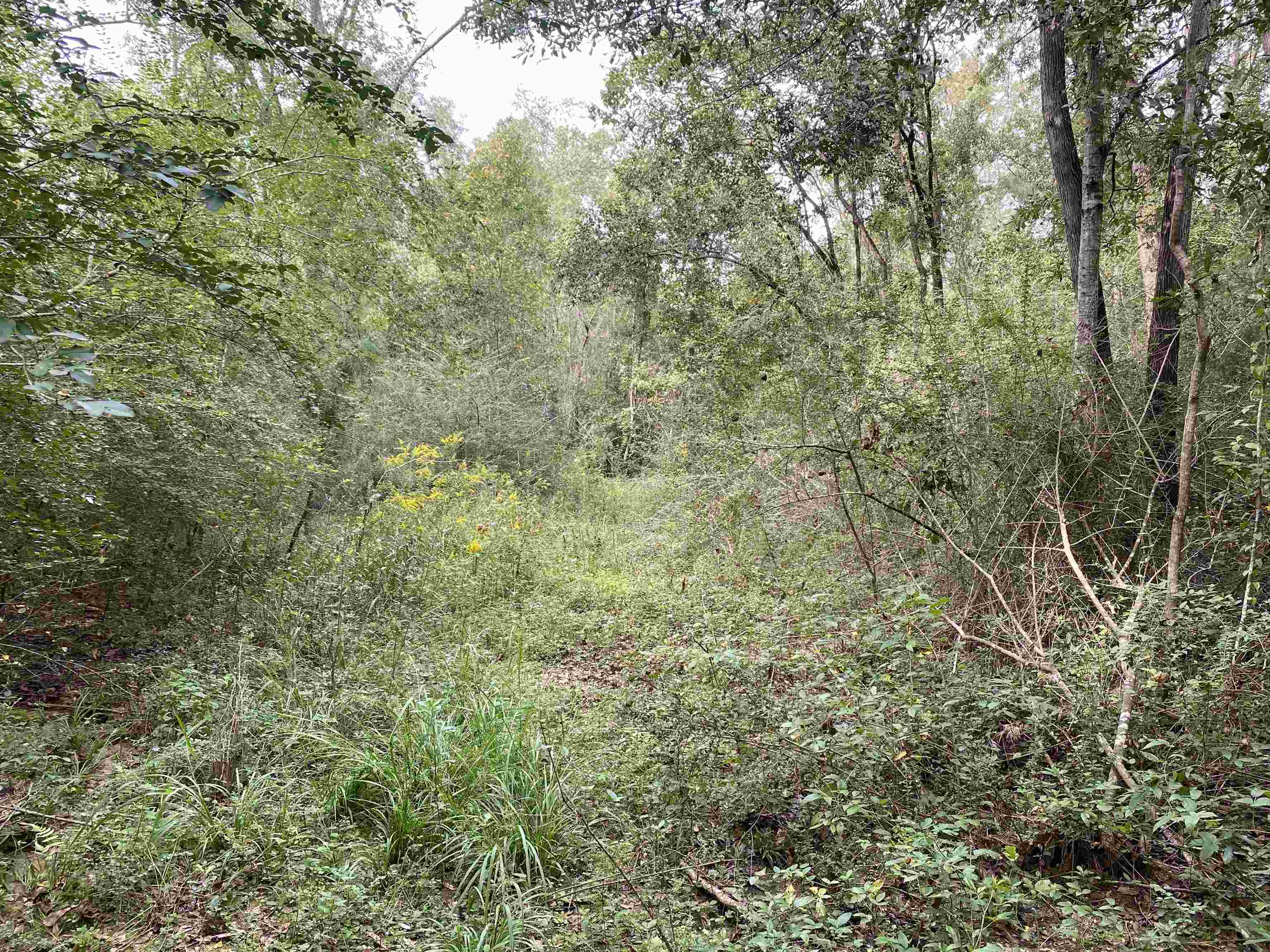 0 Dawson Road Loxley, AL 36551 - Photo 5 of 9