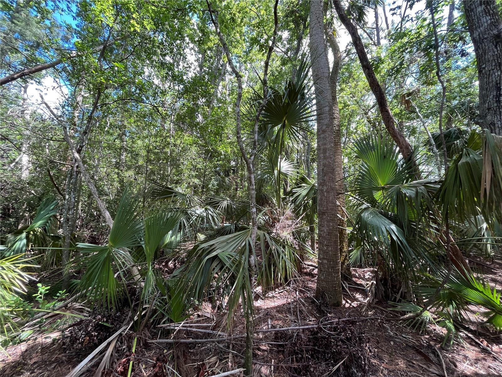 0 Reed Canal Road South Daytona, FL 32119 - Photo 7 of 24 7