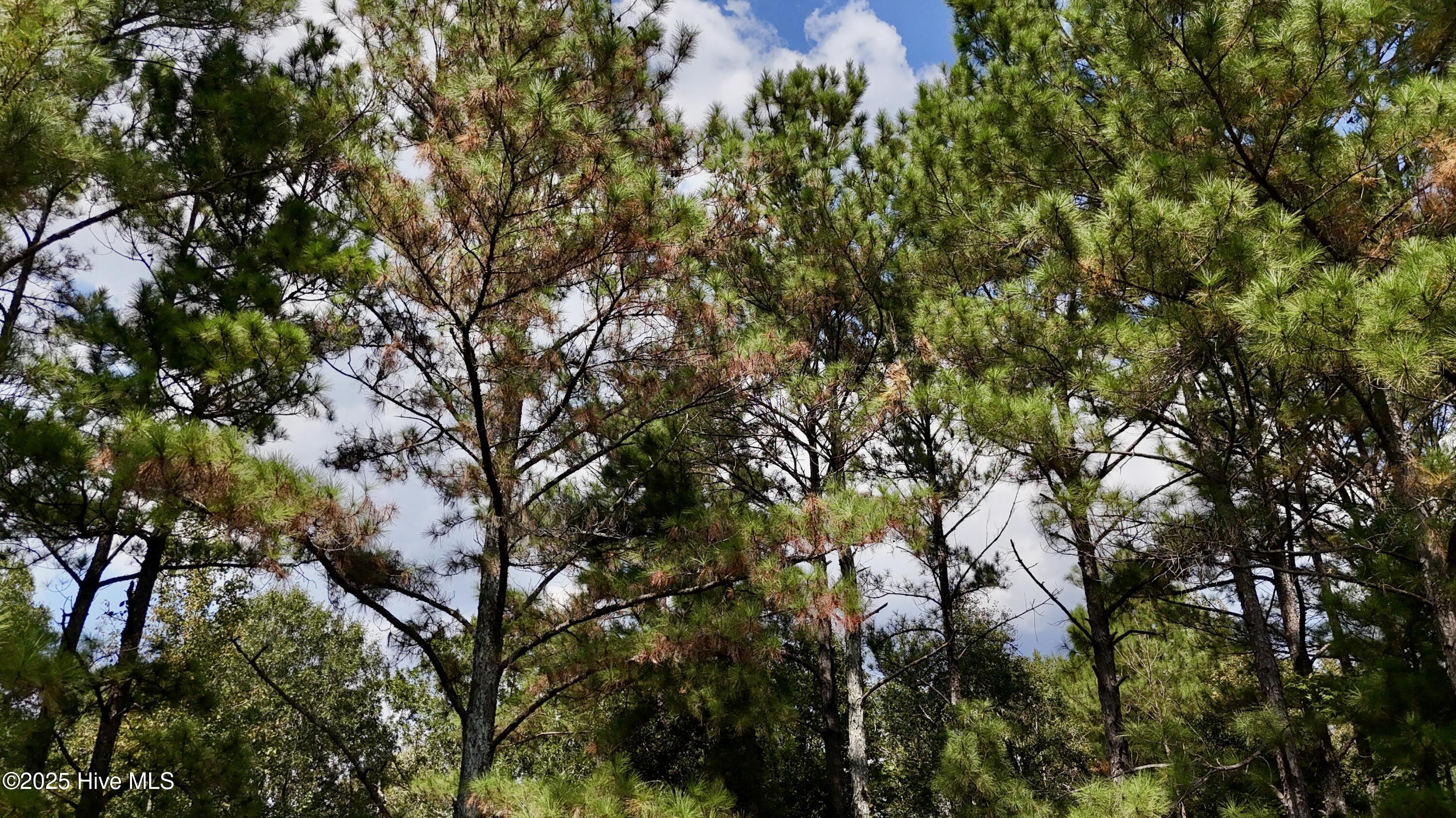 0 7th Street Lumberton, NC 28358 - Photo 24 of 30 24