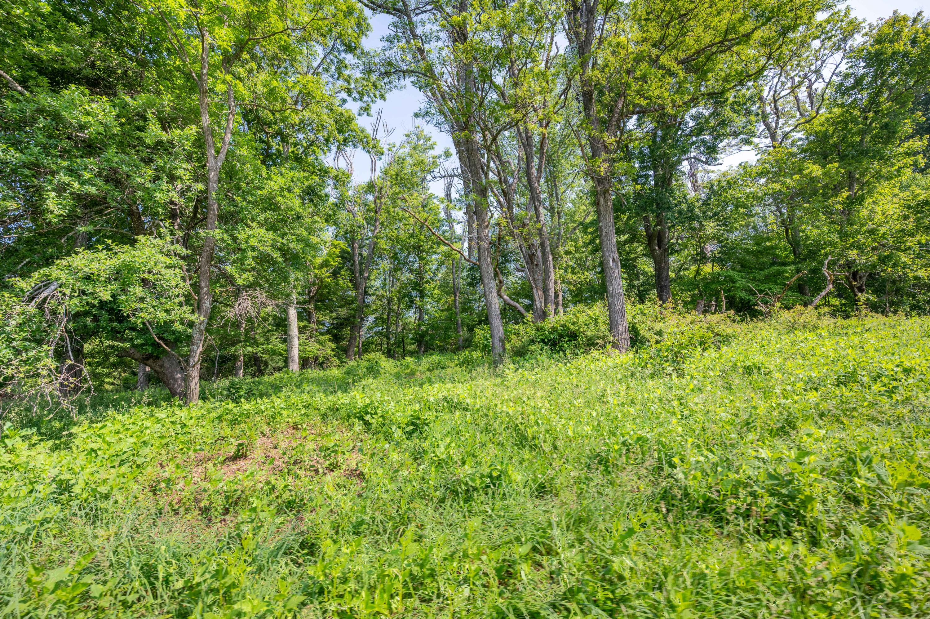 1073 Timberline Road Southeast Copper Hill, VA 24079 - Photo 13 of 56 12