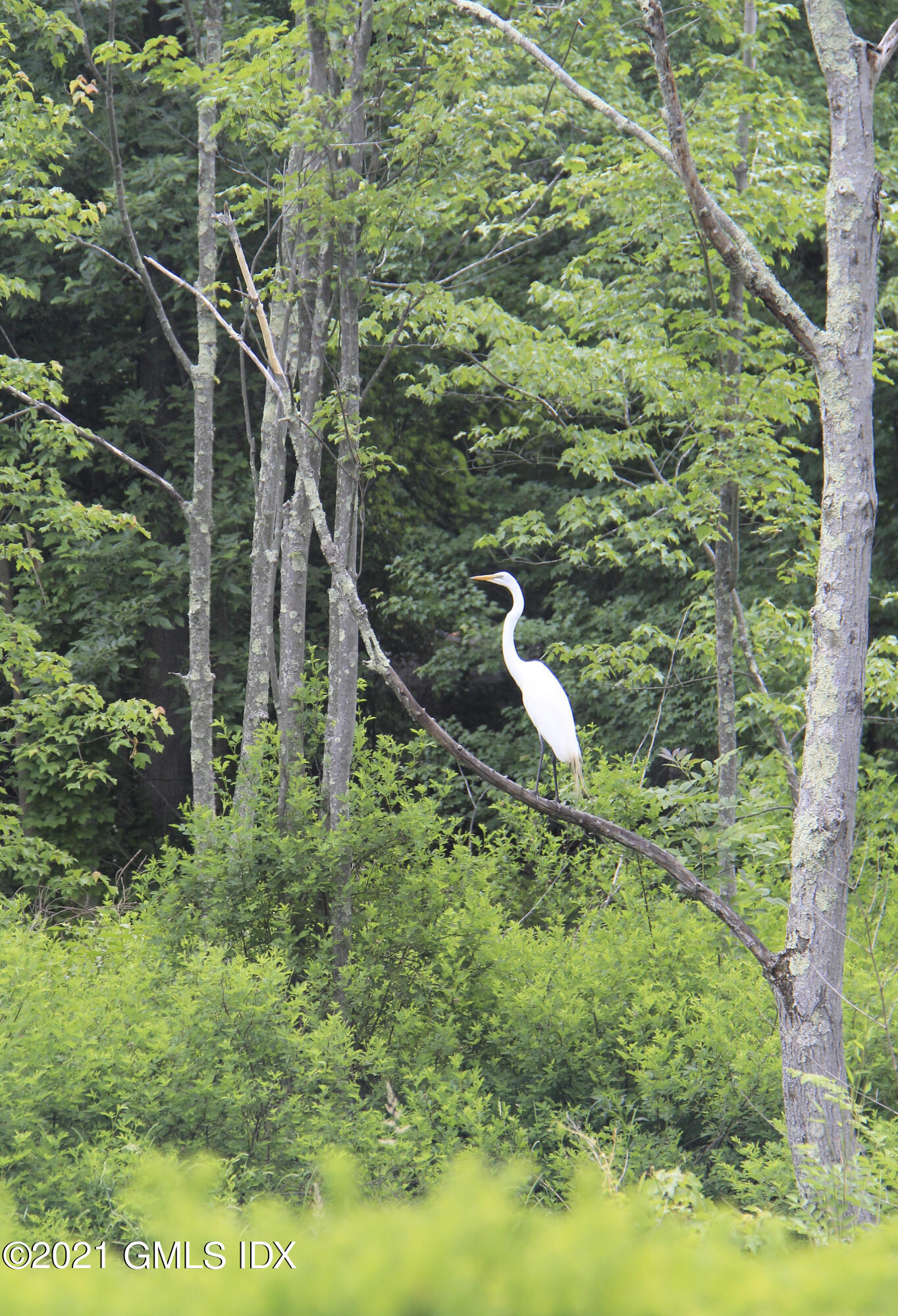 387 Stanwich Road Greenwich, CT 06830 - Photo 38 of 50 a backyard of a house with lots of green space and lake view