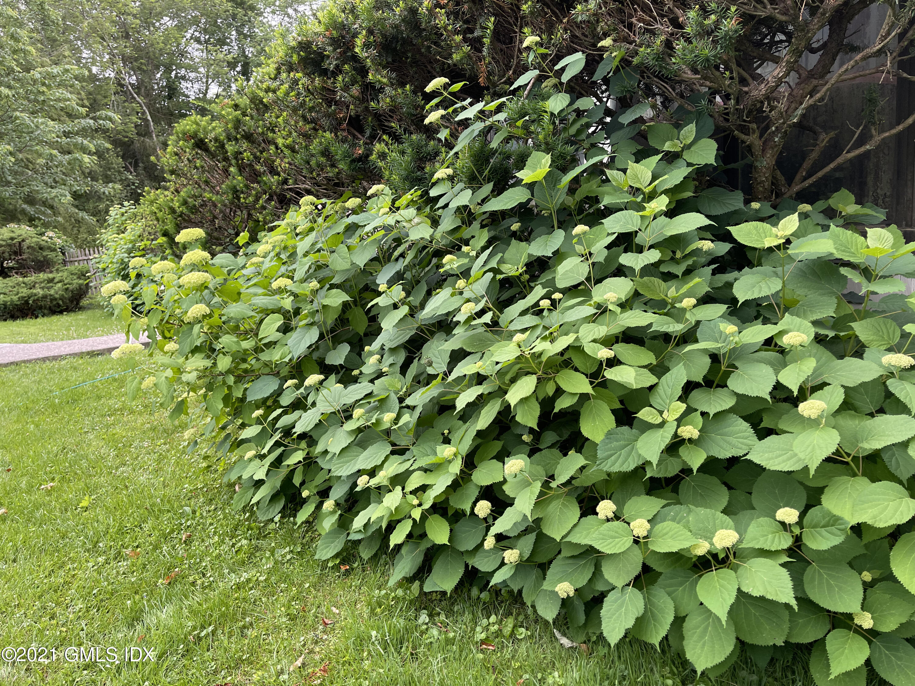 387 Stanwich Road Greenwich, CT 06830 - Photo 42 of 50 a view of a tree in a garden