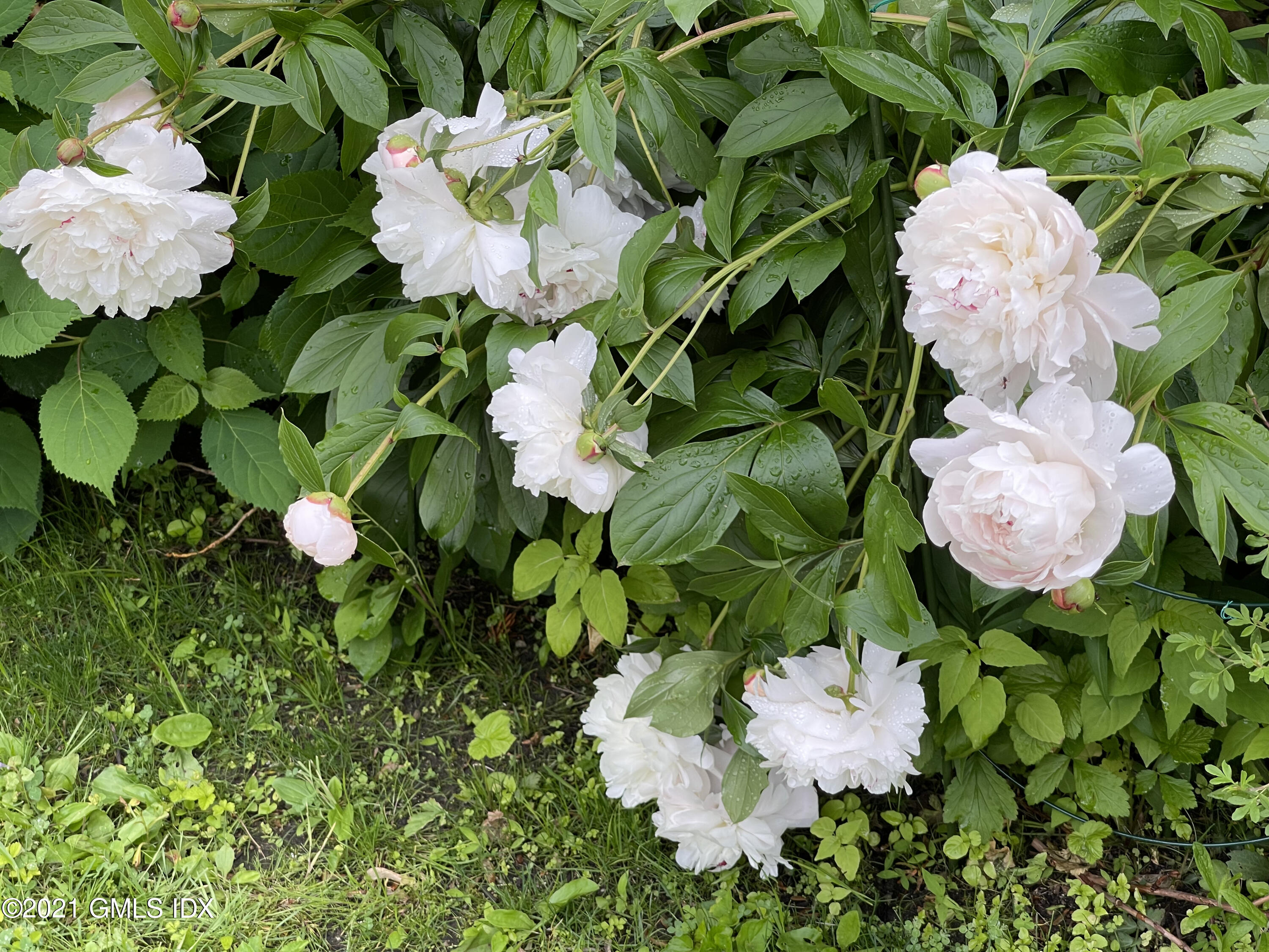 387 Stanwich Road Greenwich, CT 06830 - Photo 43 of 50 a view of flowers in a garden