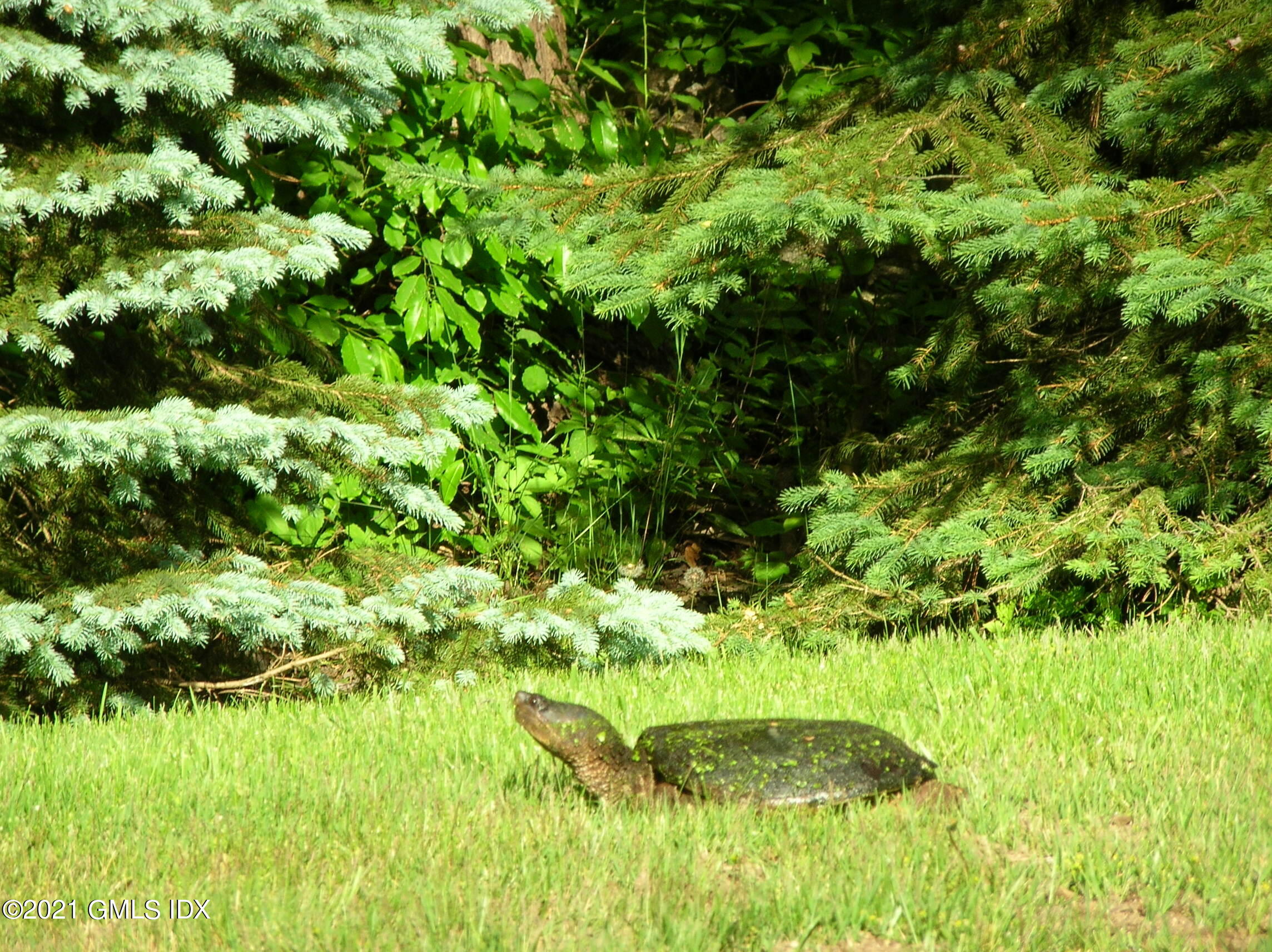 387 Stanwich Road Greenwich, CT 06830 - Photo 44 of 50 a backyard of a house with lots of green space